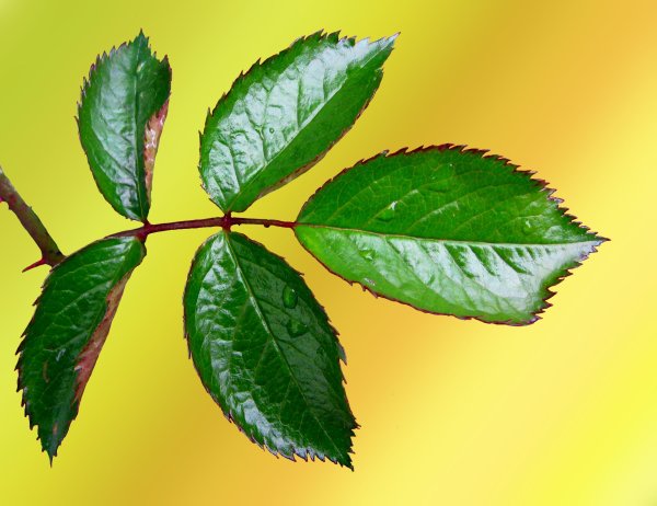 Кустовая роза листья