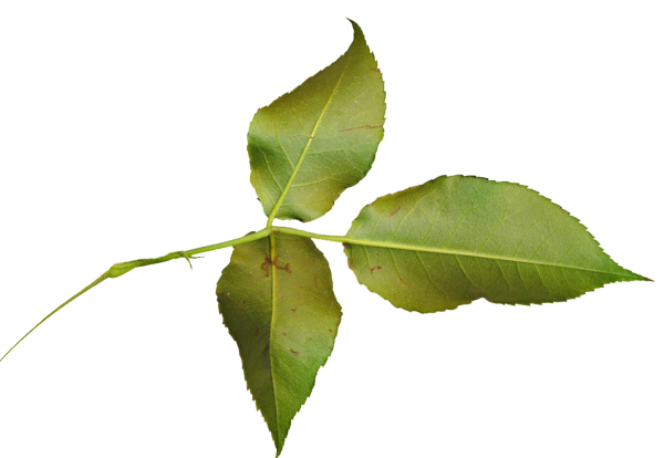 Листья розы