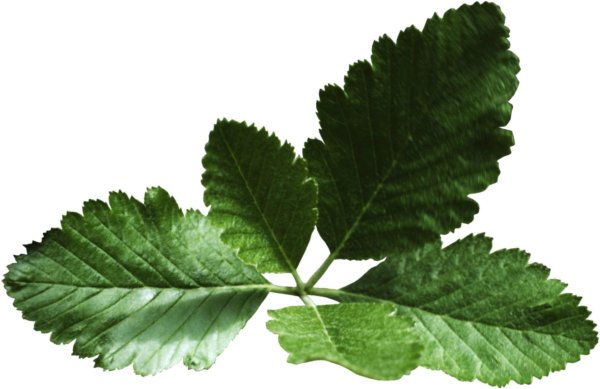 Листья деревьев