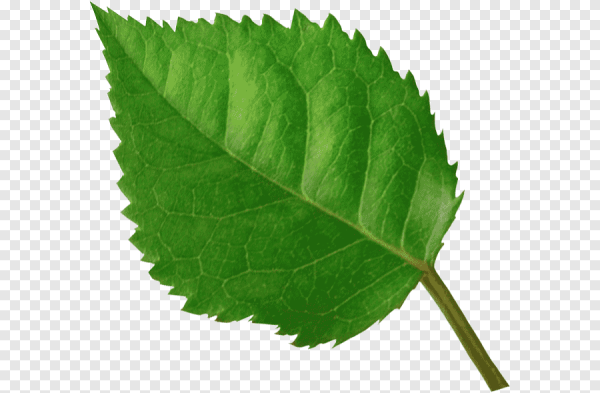 Листок розы