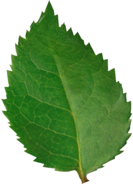 Листья розы на прозрачном фоне