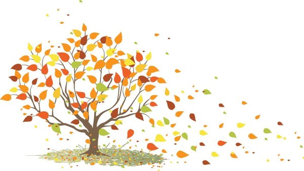 Дерево с опавшими листьями на прозрачном фоне