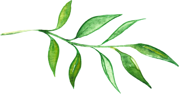 Зеленые листья акварель