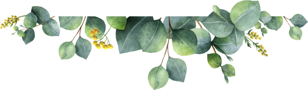 Ветка эвкалипта фон