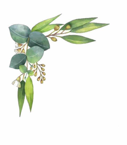 Ветка эвкалипта вектор