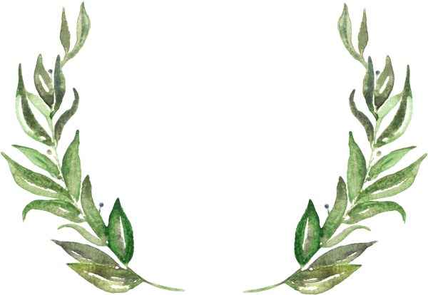 Зеленая веточка на белом фоне