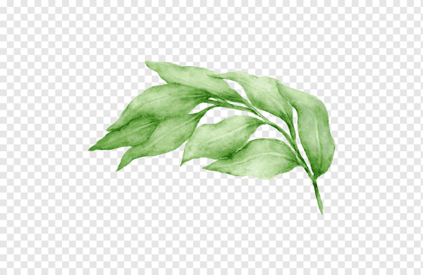 Зеленые листья акварель на прозрачном фоне