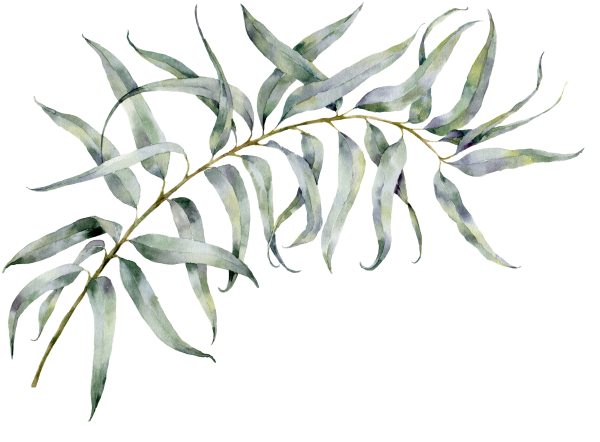 С листьями ветками эвкалипта