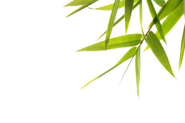 Веточка бамбука