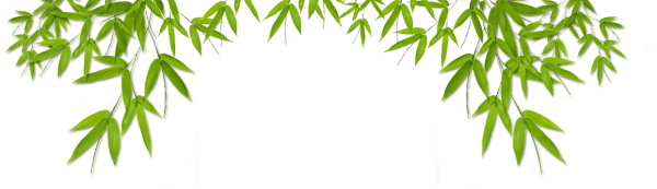 Бамбук на белом фоне