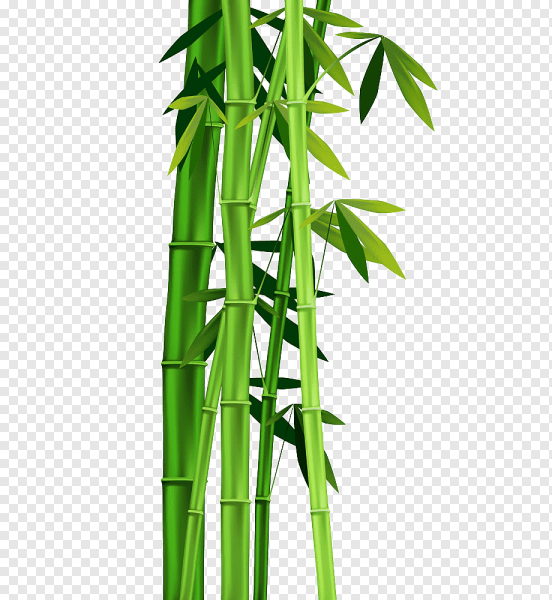 Тростник бамбук