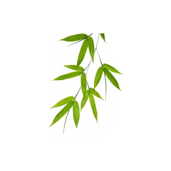 Листья бамбука