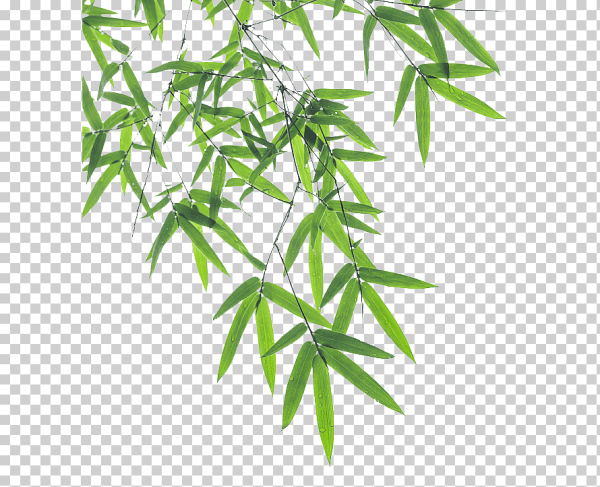 Листочки бамбука