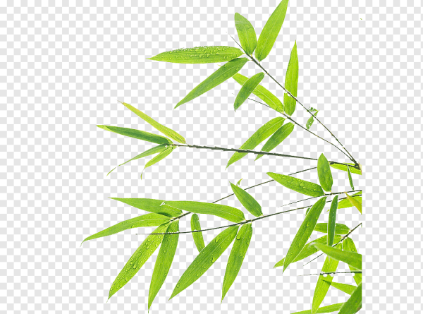Ветка бамбука