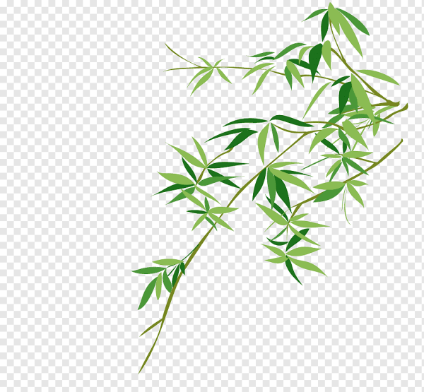 Листья бамбука