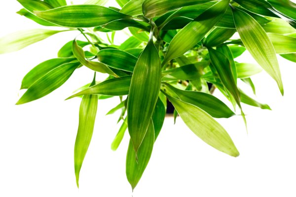 Листья бамбука на белом фоне