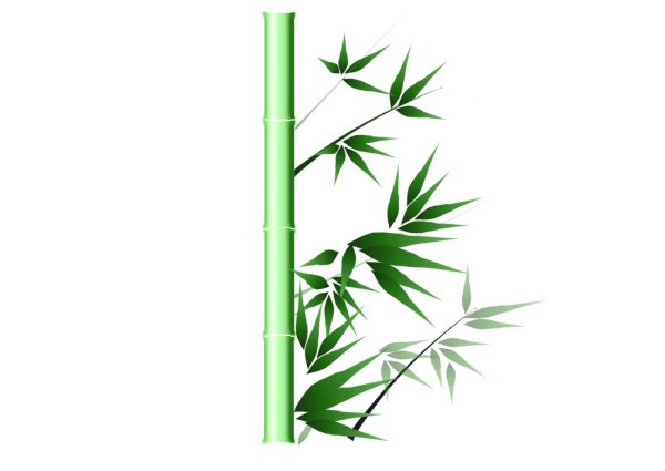 Бамбук на белом фоне