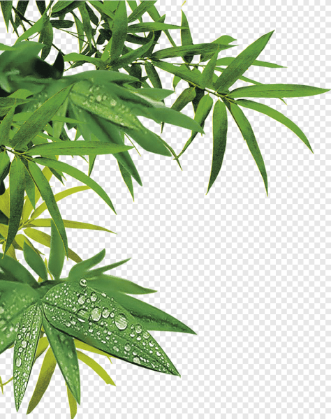 Листья бамбука для ФШ