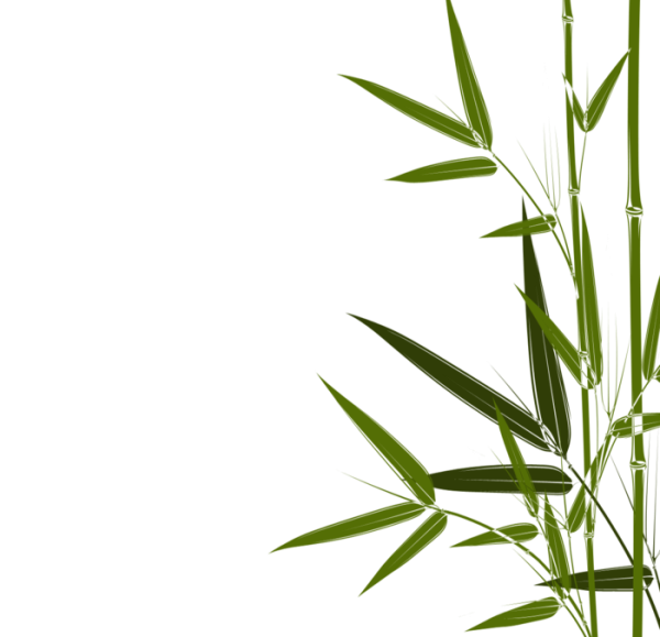 Камыши и бамбук