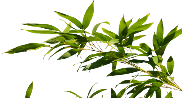 Ветка бамбука