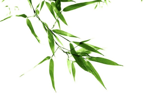 Листок бамбука