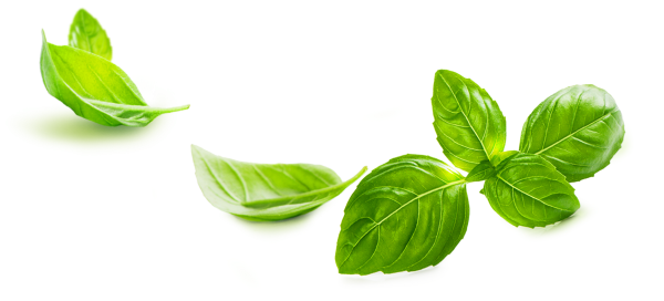 Зелень базилик