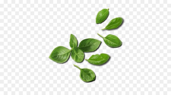 Базилик листочек