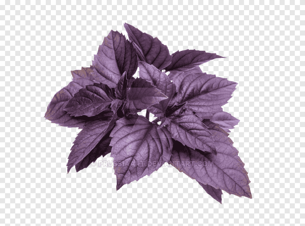 Базилик фиолетовый Пурпл