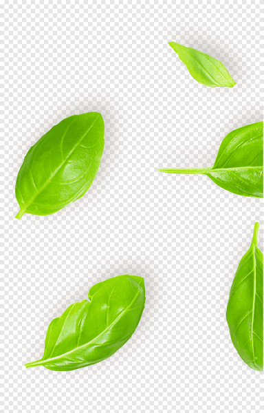 Листья вид сверху