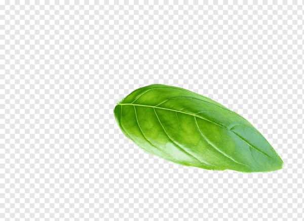 Basil Leaf