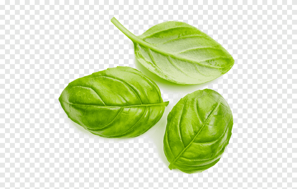 Лист базилика на белом фоне