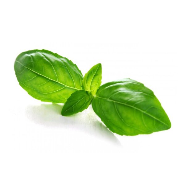 Basil Leaf