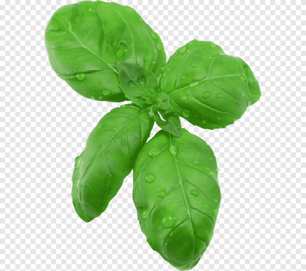 Базилик listya