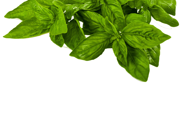 Лист шпината базилика