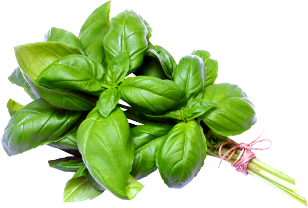 Базилик Genovese