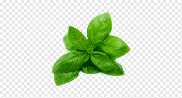 Базилик на белом фоне