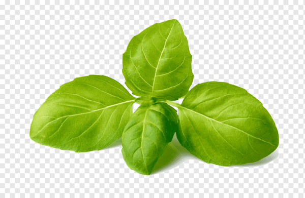 Базилик зеленый