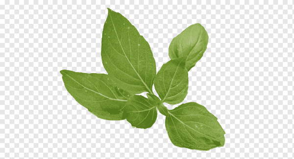 Листочки зелени