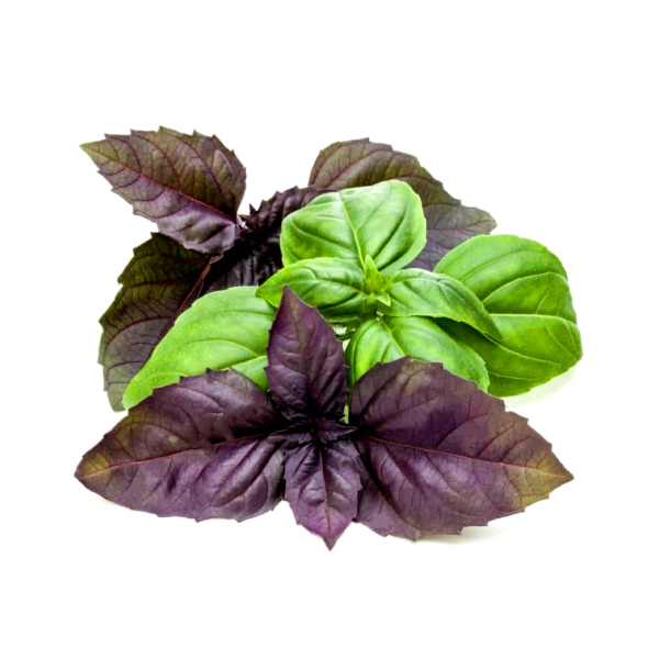 Базилик на прозрачном фоне