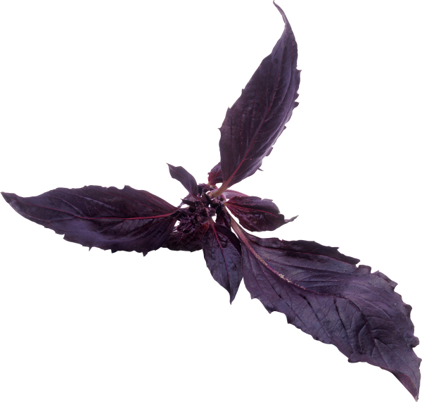 Фиолетовый базилик листочки