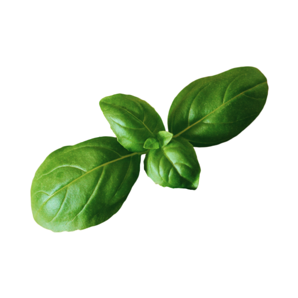 Зелень базилик