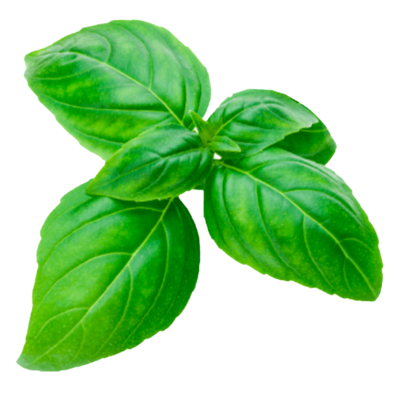 Лист шпината базилика