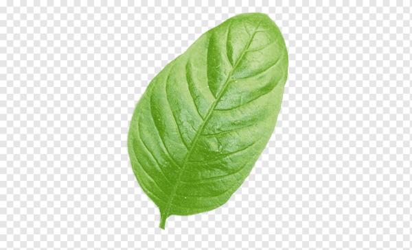 Листок зелени