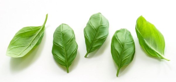 Базилик листья