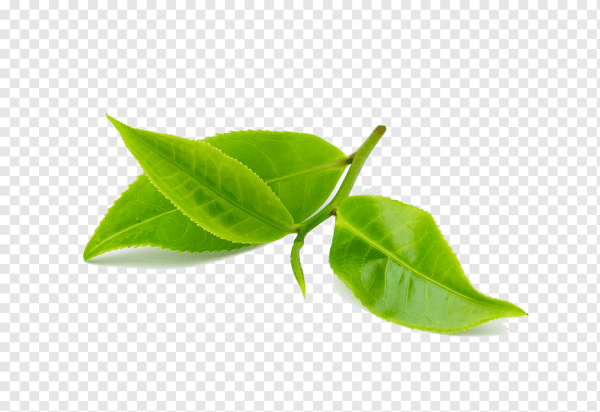 Листья чая