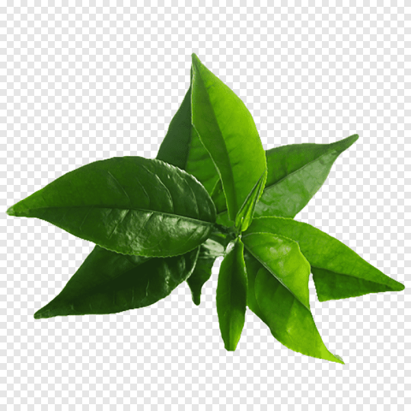 Листья чая