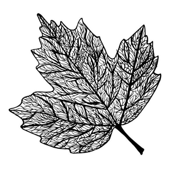 Листья рисунок