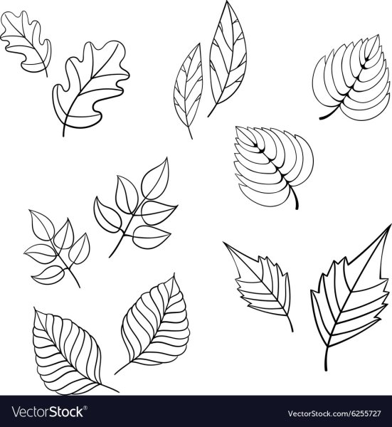 Листья на прозрачном фоне черно белые