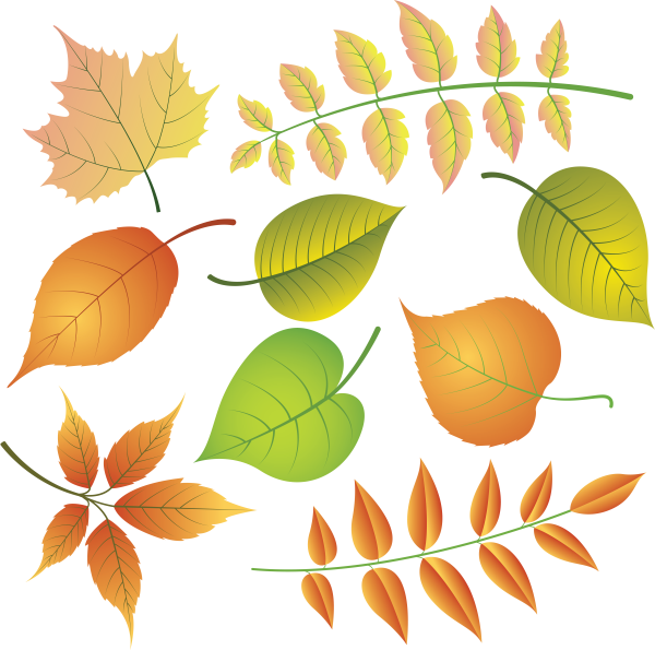 Осенние листочки деревьев