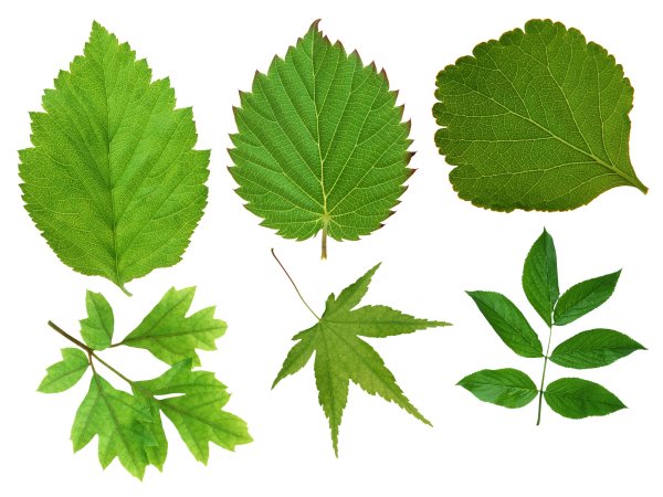 Листики деревьев